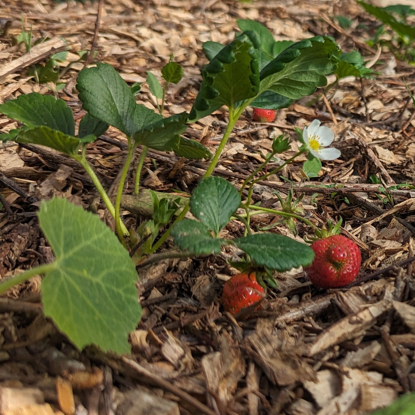 Photos de Couette et Tartinettes Vues de Couette et Tartinettes - Gîte / Gîte d'étape - Bretagne-d'Armagnac