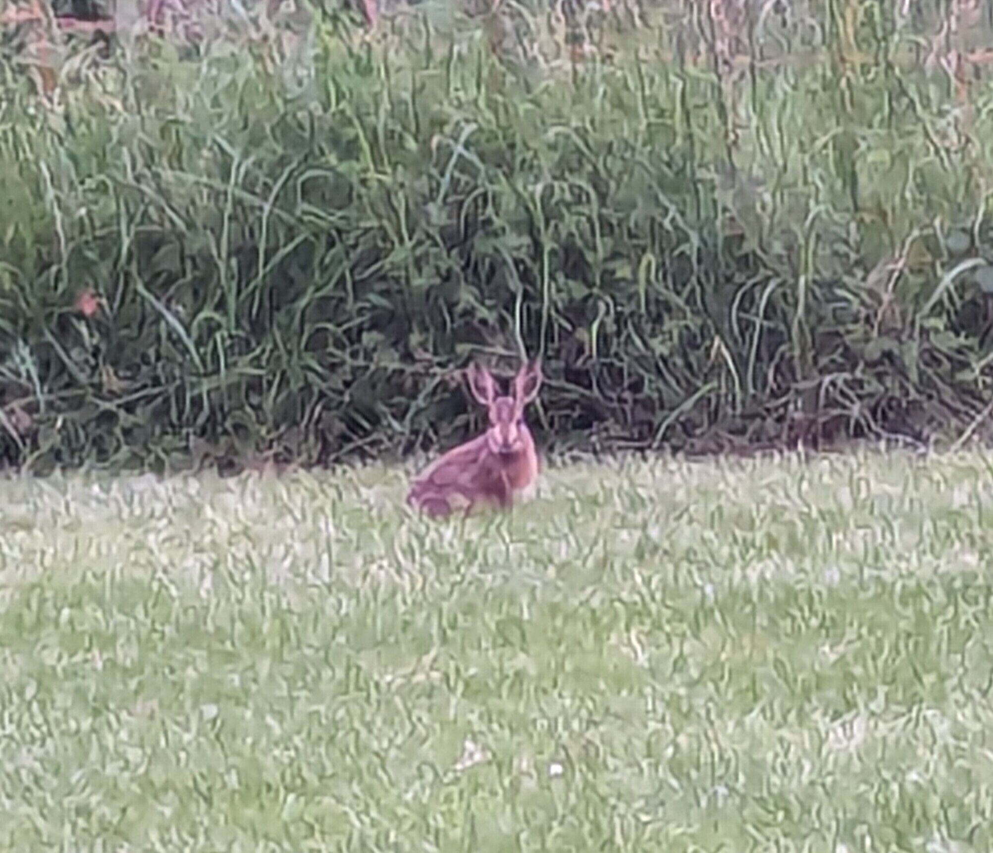 Photos de Couette et Tartinettes Vues de Couette et Tartinettes - Gîte / Gîte d'étape - Bretagne-d'Armagnac