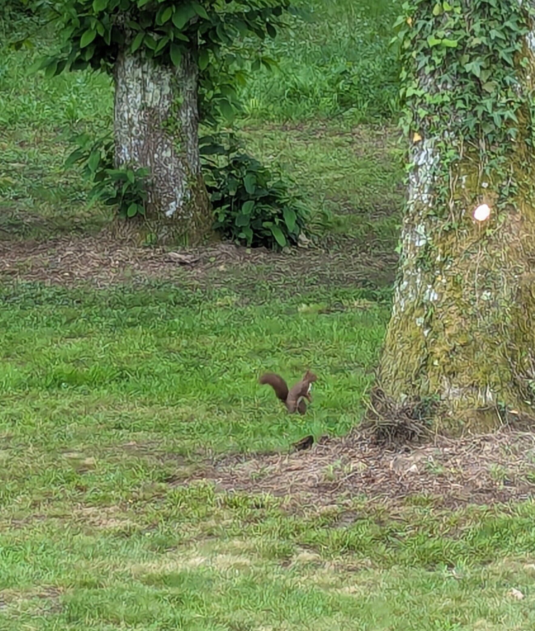 Photos de Couette et Tartinettes Vues de Couette et Tartinettes - Gîte / Gîte d'étape - Bretagne-d'Armagnac