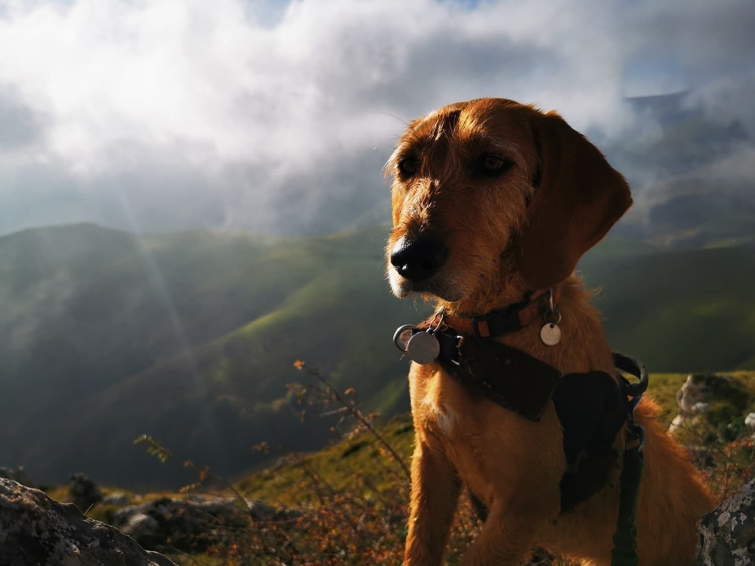 Partir avec son chien à Compostelle