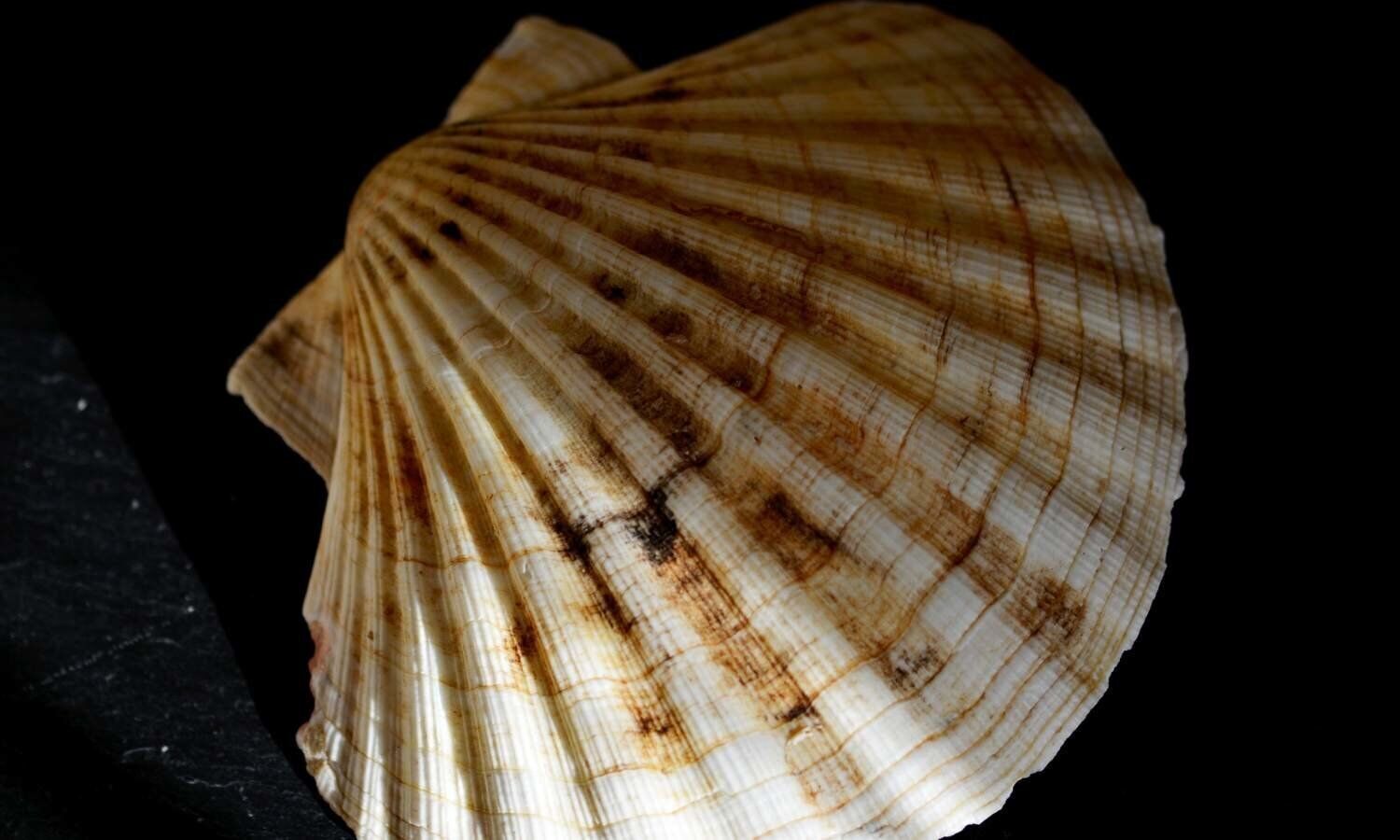 Article : Poisson.... de Compostelle (le retour)