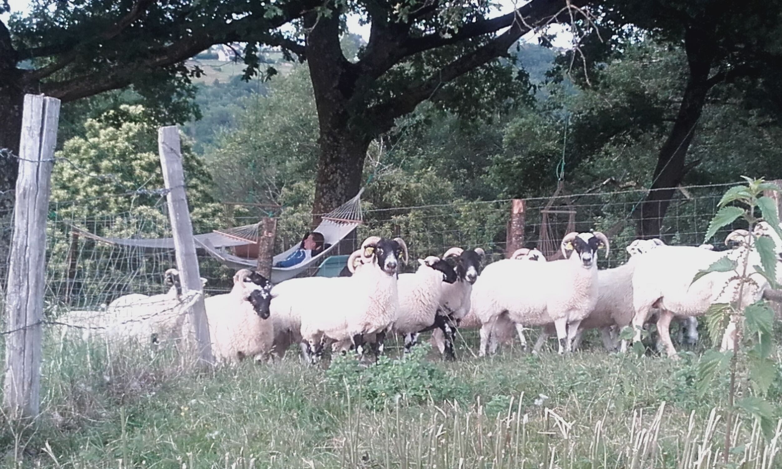 Immobilier - Corps de ferme / écogite sur la voie du Puy